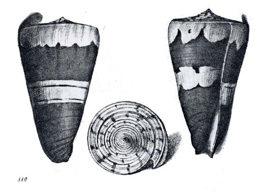 Conus cinctus  Swainson, 1822 Representation of Lectotype Image