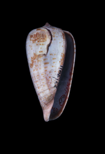 Conus cinereus  Hwass in Bruguière, 1792 Primary Type Image