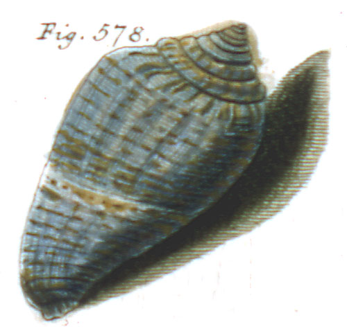 Cucullus cinereus  Röding, 1798 Representation of Lectotype Image