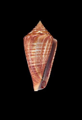 Conus cingulatus  Lamarck, 1810 Primary Type Image