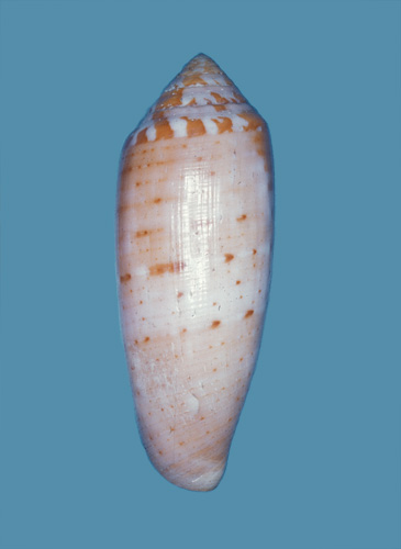 Conus circumcisus  Born, 1778 Primary Type Image