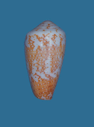 Conus circumsignatus  Crosse, 1865 Primary Type Image