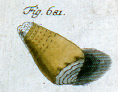 Conus citrinus  Gmelin, 1791 Representation of Lectotype Image