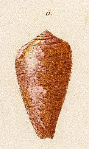 Conus citrinus  Kiener, 1844 Original Figure Image