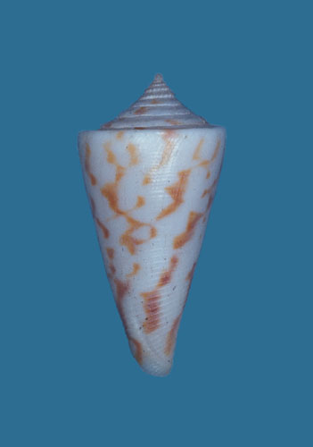 Conus clerii  Reeve, 1844 Primary Type Image