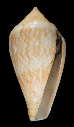 Conus cloveri  Walls, 1978 Primary Type Image