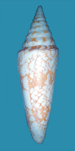 Conus (Cylinder) clytospira  Melvill and Standen, 1899 Primary Type Image