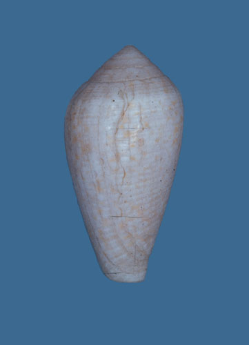 Conus cocceus  Reeve, 1844 Primary Type Image