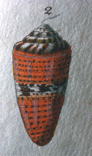 Conus coccineus  Gmelin, 1791 Representation of Lectotype Image