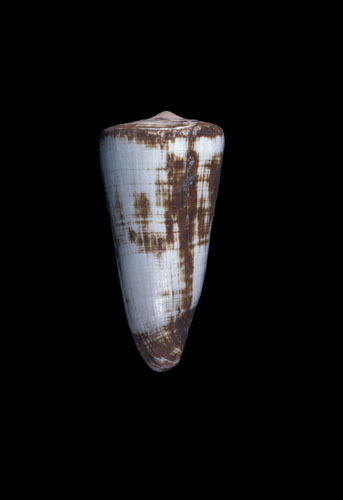 Conus coelinae  Crosse, 1858 Primary Type Image