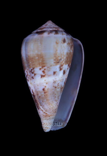 Conus coerulescens  Schröter, 1803 Primary Type Image