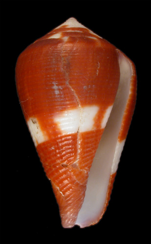 Conus coffeae  Gmelin, 1791 Primary Type Image