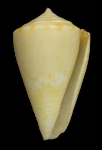 Conus colombianus  Petuch, 1987 Primary Type Image