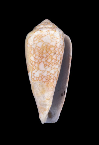 Conus colubrinus  Lamarck, 1810 Primary Type Image