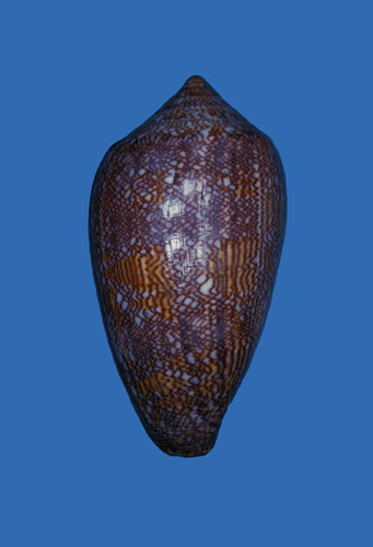 Textilia communis  Swainson, 1840 Primary Type Image