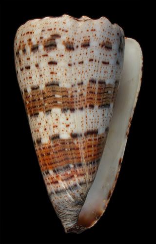 Conus (Rhombus) imperialis compactus  Wils, 1970 Primary Type Image