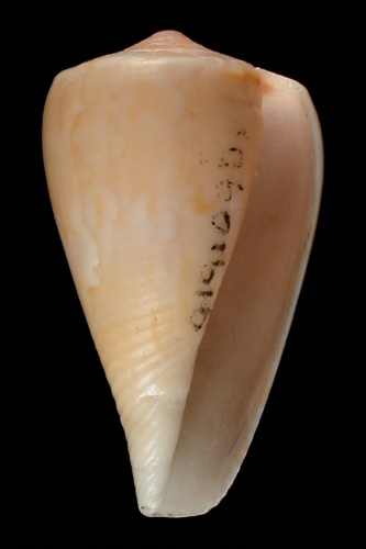 Conus comptus  A. Adams, 1854 Primary Type Image