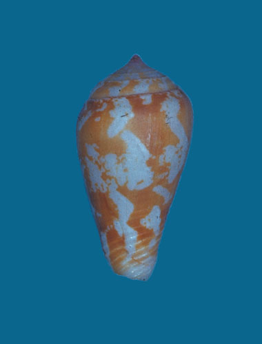 Conus concinnus  Broderip & Sowerby, 1833 Primary Type Image