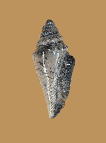 Conus concinnus  Sowerby,  J., 1821 Primary Type Image