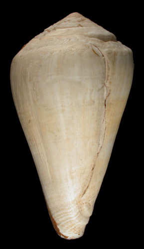 Conus consanguineus  Smith, 1880 Primary Type Image