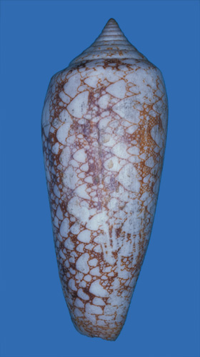 Conus convolutus  Sowerby ii, 1857 Primary Type Image