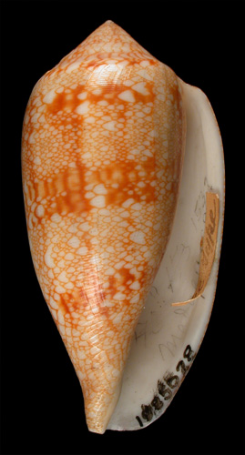 Conus corbula  Sowerby ii, 1857 Primary Type Image