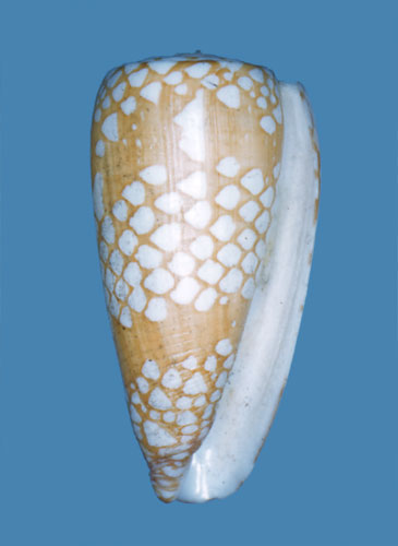 Conus cordigera  Sowerby ii, 1866 Primary Type Image