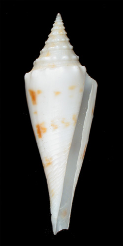 Conus orbignyi coriolisi  Röckel, Richard & Moolenbeek, 1995 Primary Type Image