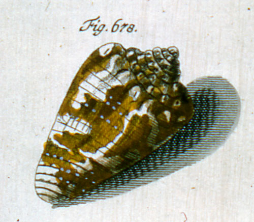 Cucullus coronacivica  Röding, 1798 Representation of Lectotype Image