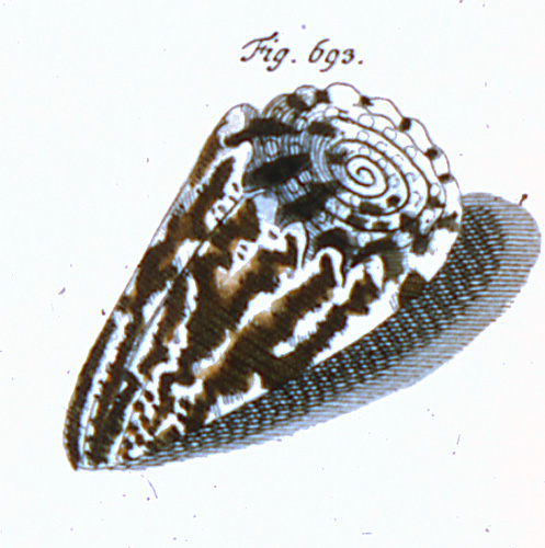 Cucullus coronaducalis  Röding, 1798 Representation of Lectotype Image