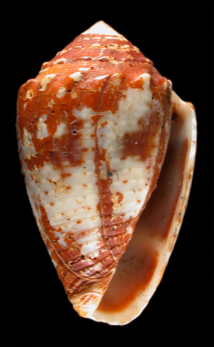 Conus coronatus  Gmelin, 1791 Primary Type Image