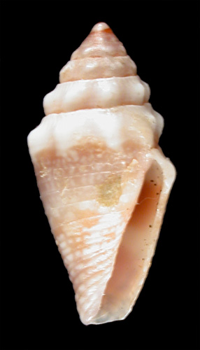 Conus coronatus  Reeve, 1849 Primary Type Image