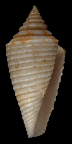 Conus corrugatus  Sowerby, 1870 Primary Type Image