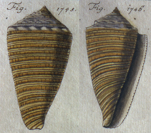 Conus costatus  Holten, 1802 Representation of Lectotype Image