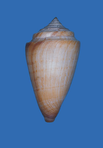 Conus coxianus  Sowerby iii, 1895 Primary Type Image