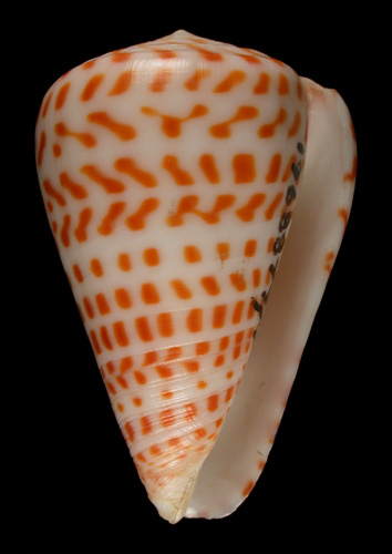 Conus crassus  Sowerby ii, 1857 Primary Type Image