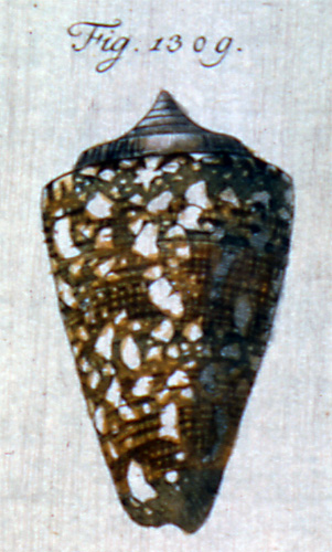 Conus ammiralis crebremaculata  Dautzenberg, 1937 Representation of Lectotype Image