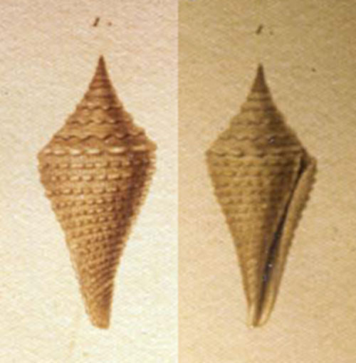 Conus crenulatus  Kiener, 1850 Representation of Holotype Image