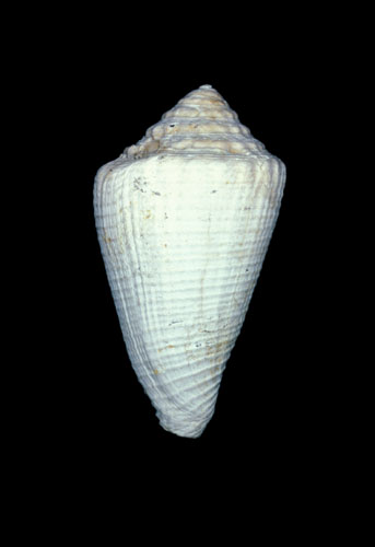 Conus crenulatus  Deshayes, 1835 Primary Type Image