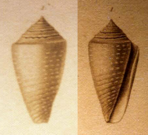 Conus cretaceus  Kiener, 1847 Representation of Holotype Image