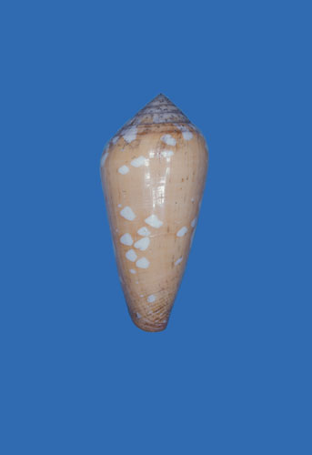 Conus crocatus  Lamarck, 1810 Primary Type Image