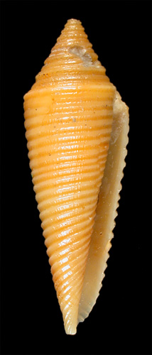 Conus croceus  Smith, 1877 Primary Type Image