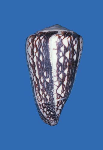 Conus crosseanus  Bernardi, 1861 Primary Type Image