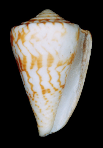 Conus centurio cruzensis  Nowell-Usticke, 1968 Primary Type Image