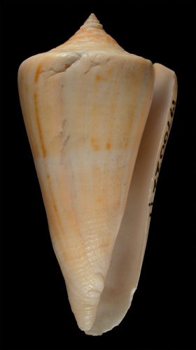 Conus cumingii  Reeve, 1849 Primary Type Image