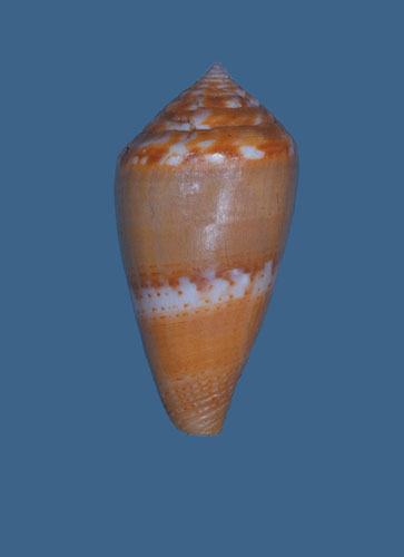 Conus cumingii  Reeve, 1848 Primary Type Image