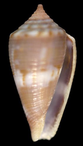 Conus (Purpuriconus) cuna  Petuch, 1998 Primary Type Image