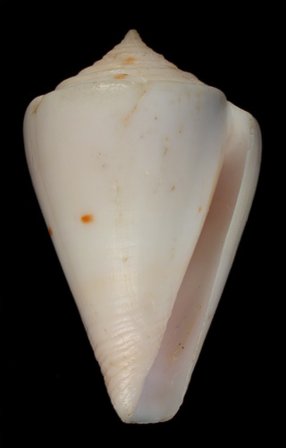 Conus cuneatus  Sowerby iii, 1873 Primary Type Image