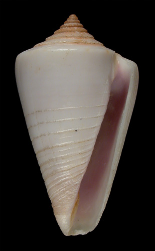 Conus cuneiformis  Smith, 1877 Primary Type Image