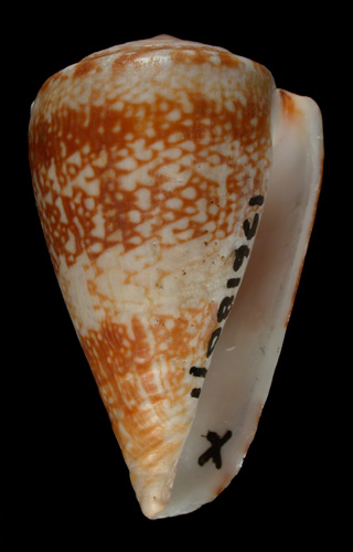 Conus cuneolus  Reeve, 1843 Primary Type Image